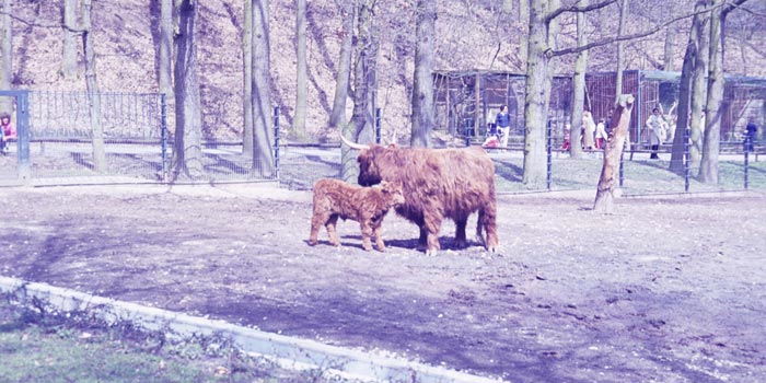 Scan von Dia mit Blaustich Scan von einem Dia mit Blaustich, Dia ist auch etwas zu hell